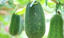 今日吃瓜每日必吃